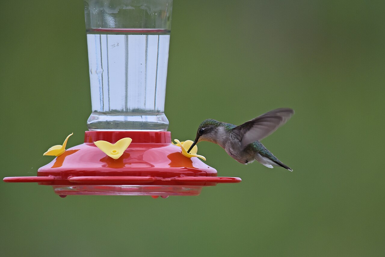 How Often Do Hummingbirds Eat?