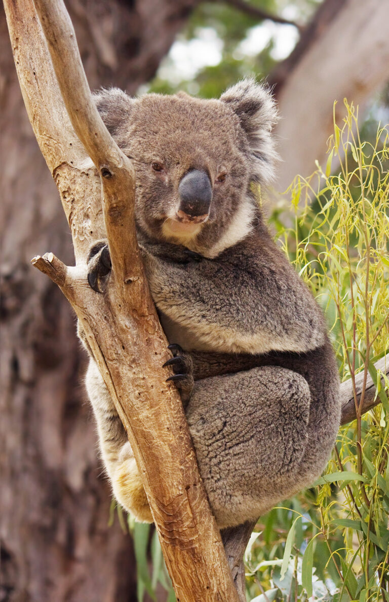 What Do Koalas Eat?