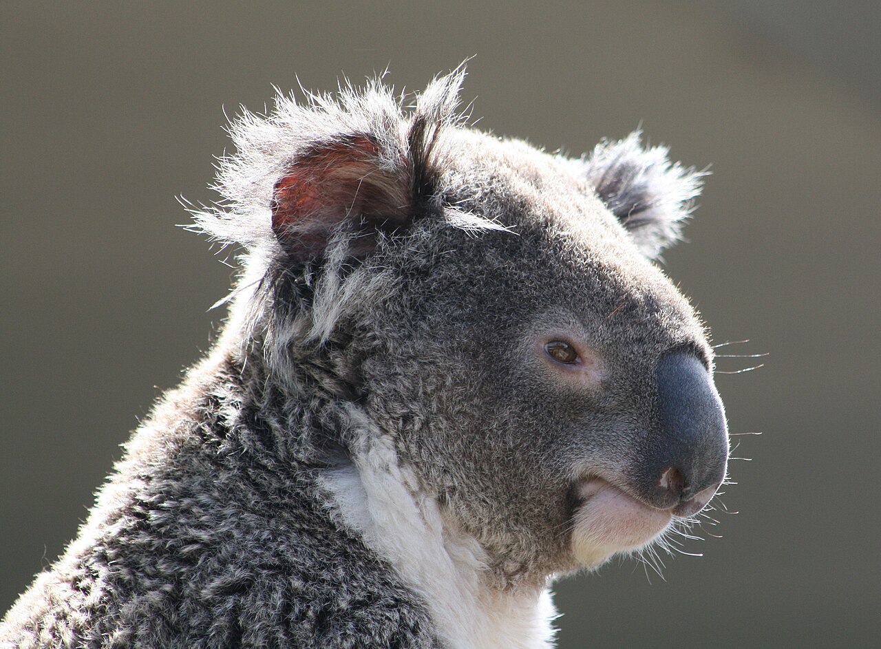 Why Eucalyptus Leaves Are Toxic to Most Animals