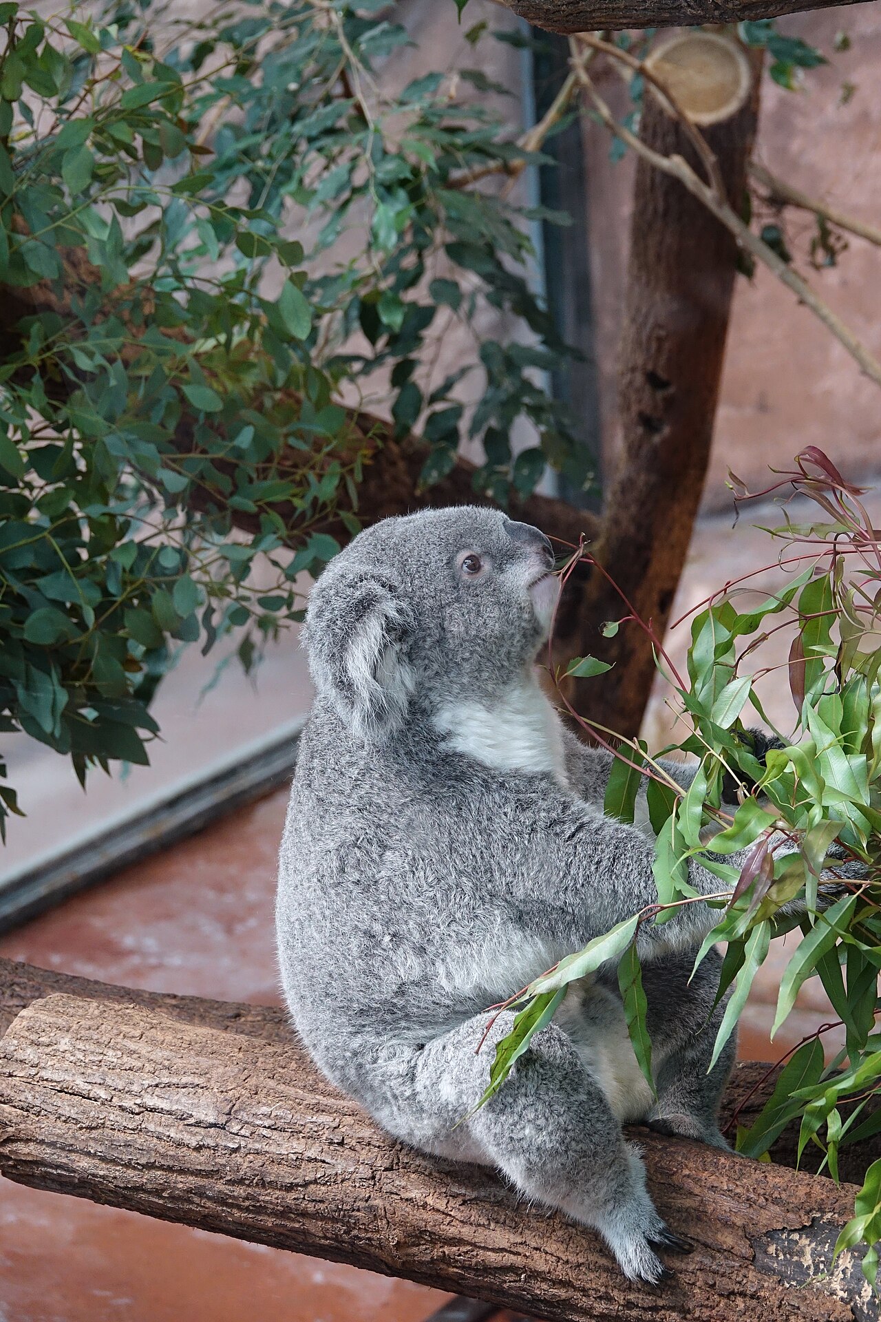 Do Koalas Drink Water?