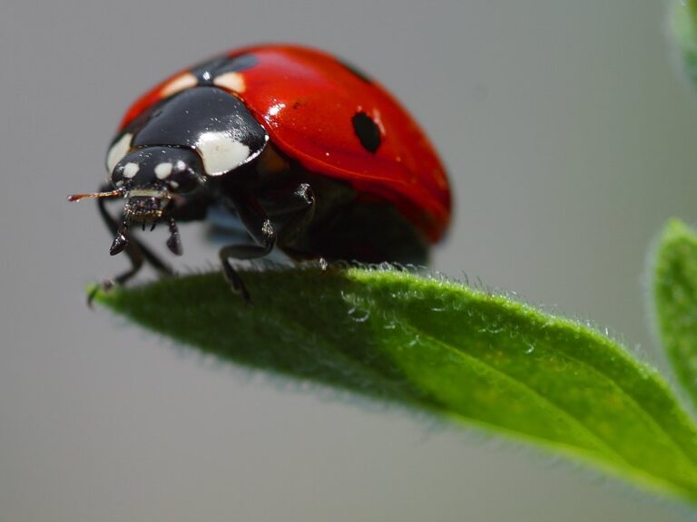 What Do Ladybugs Eat? Diet, Aphids, and More