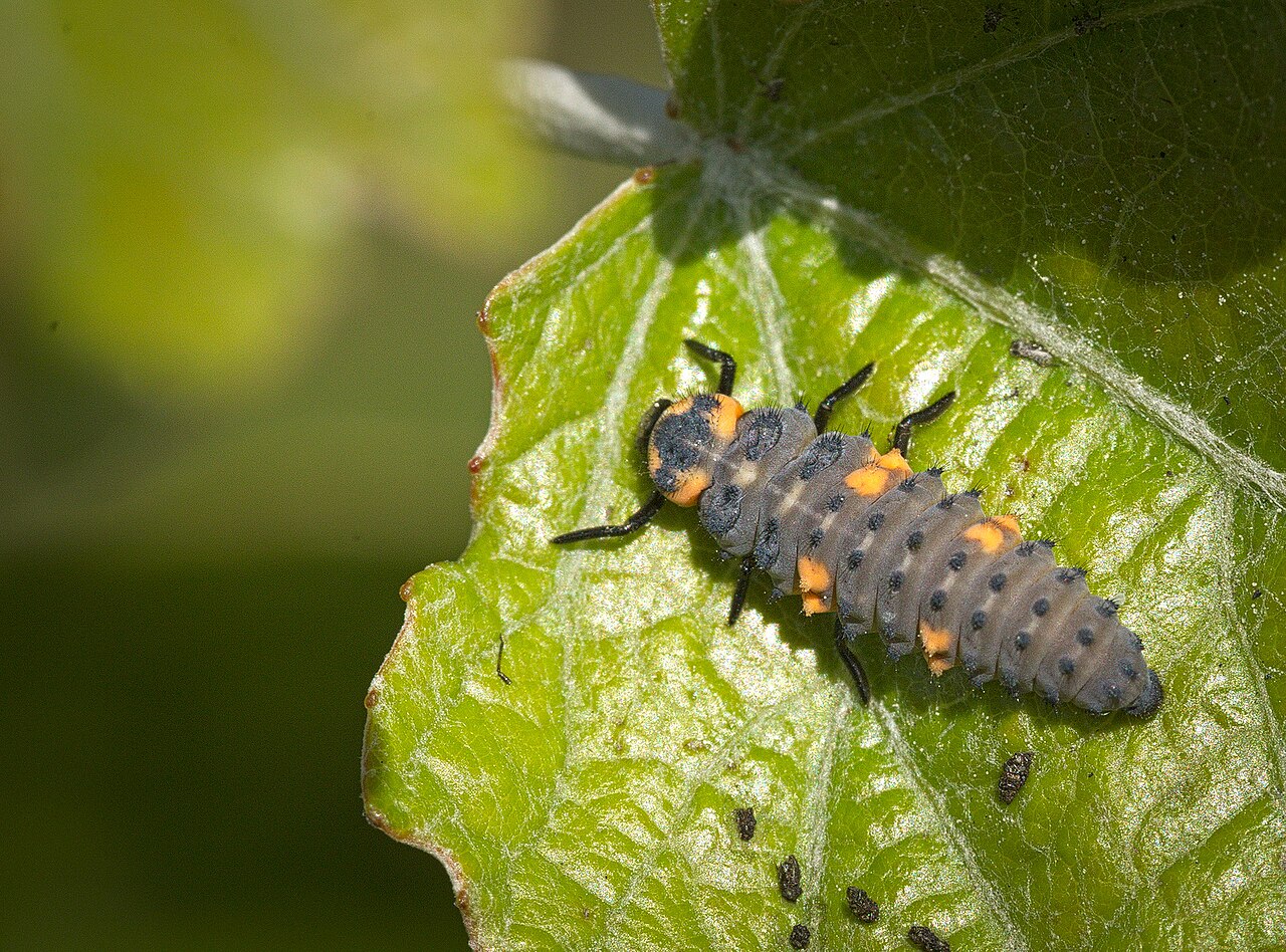 What Ladybug Larvae Eat