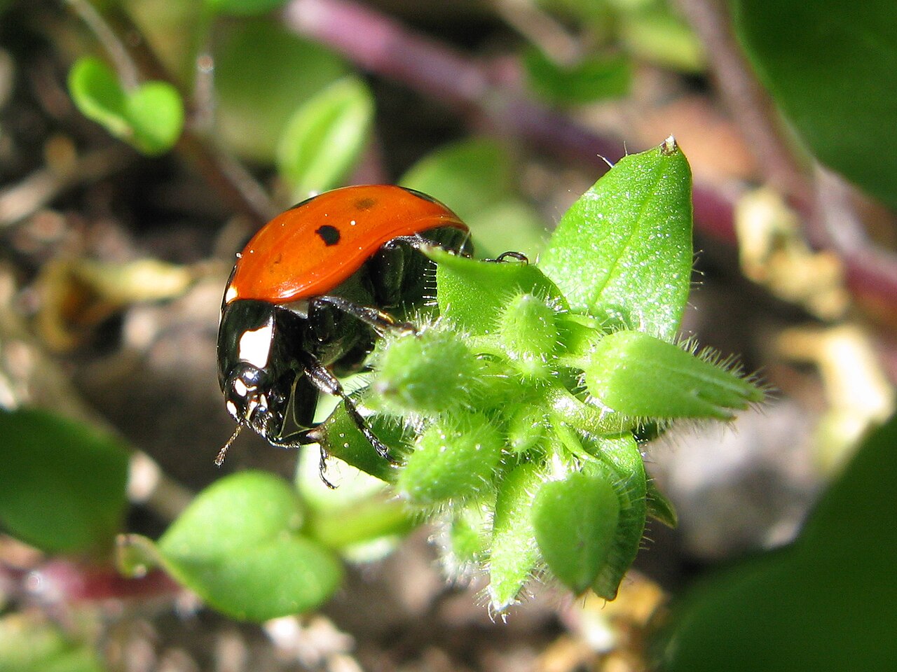Do Ladybugs Drink Water?