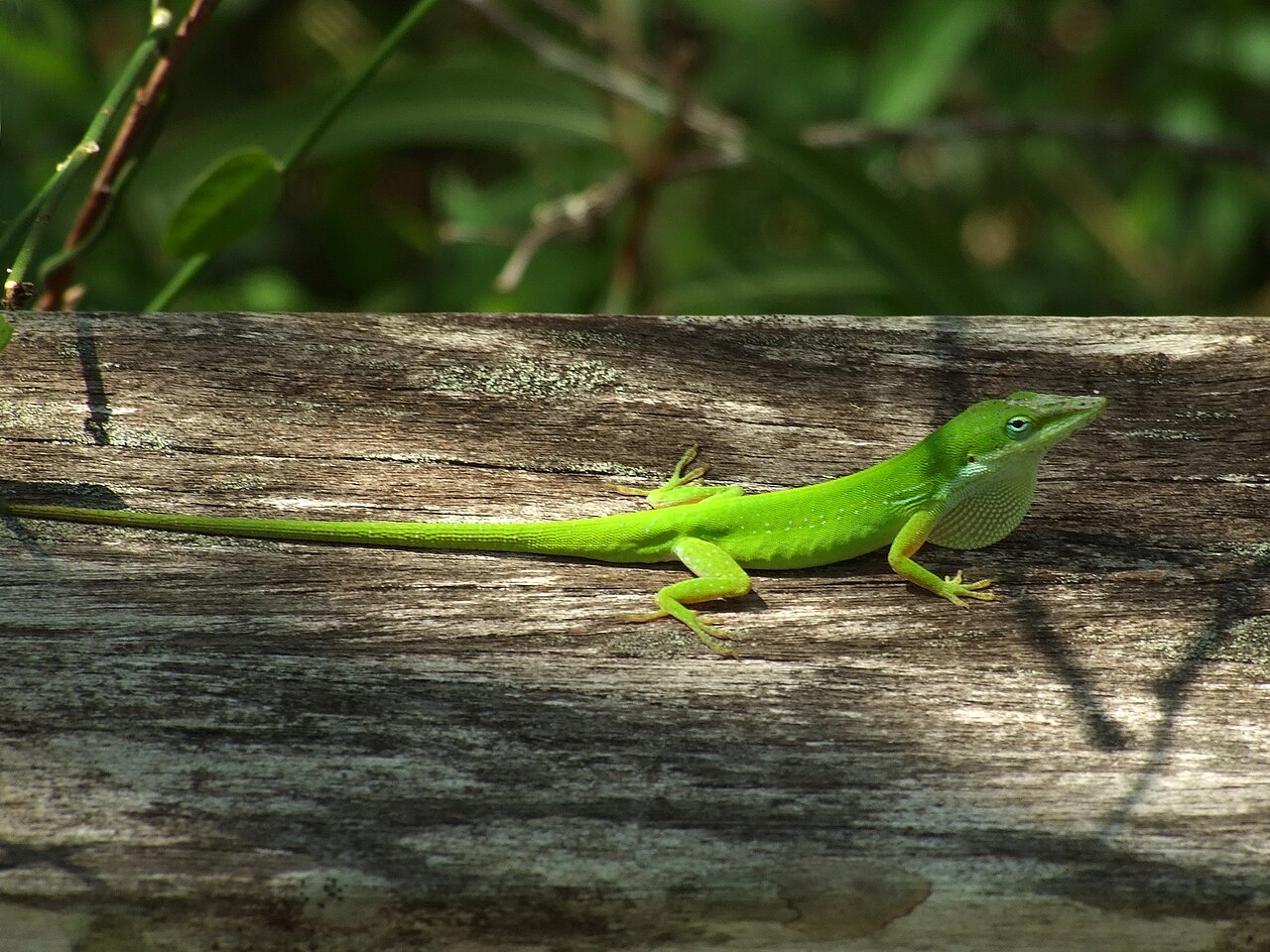 What Do Lizards Eat? Diet Guide by Species Type