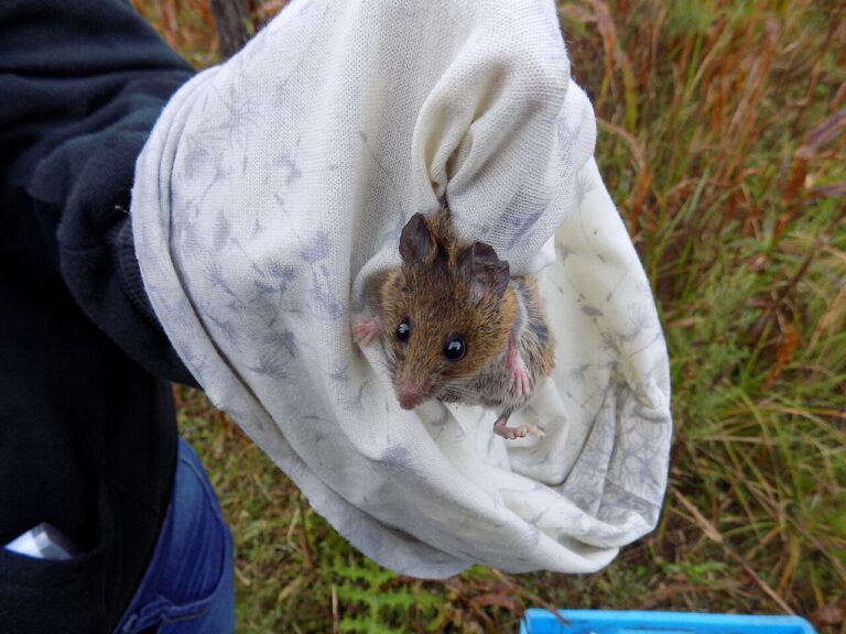 What Do Mice Eat? Wild, House & Pet Diet Guide