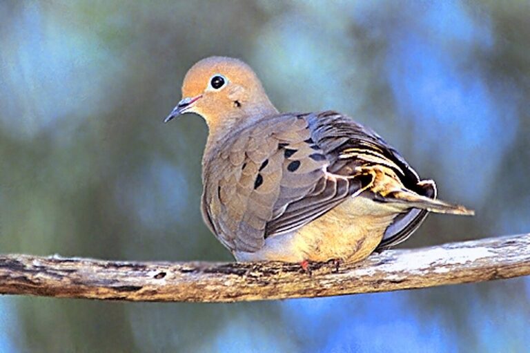 What Do Mourning Doves Eat? Complete Diet Guide