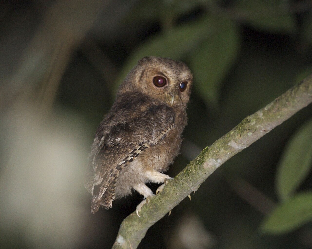 What Do Baby Owls Eat?
