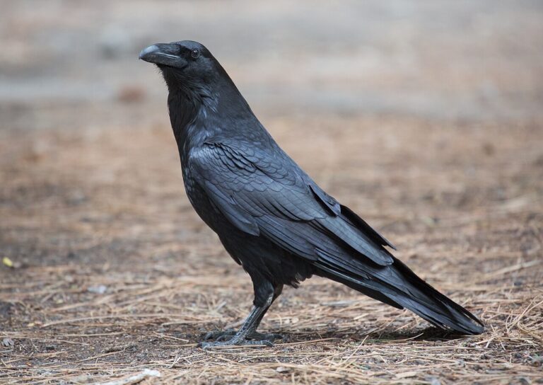 What Do Ravens Eat? Complete Diet Guide