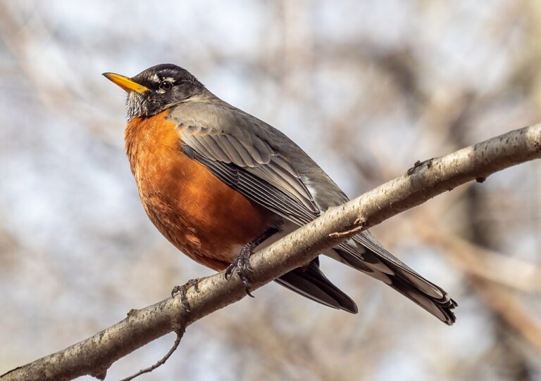 What Do Robins Eat? Complete Diet Guide