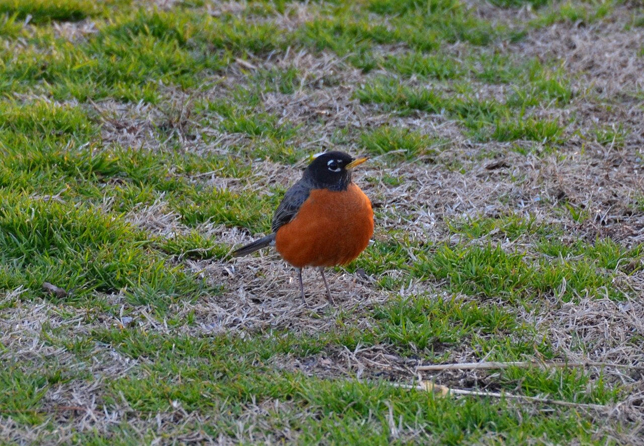 Do Robins Eat Birdseed?