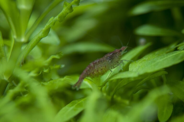 What Do Shrimp Eat? Wild & Aquarium Diet Guide