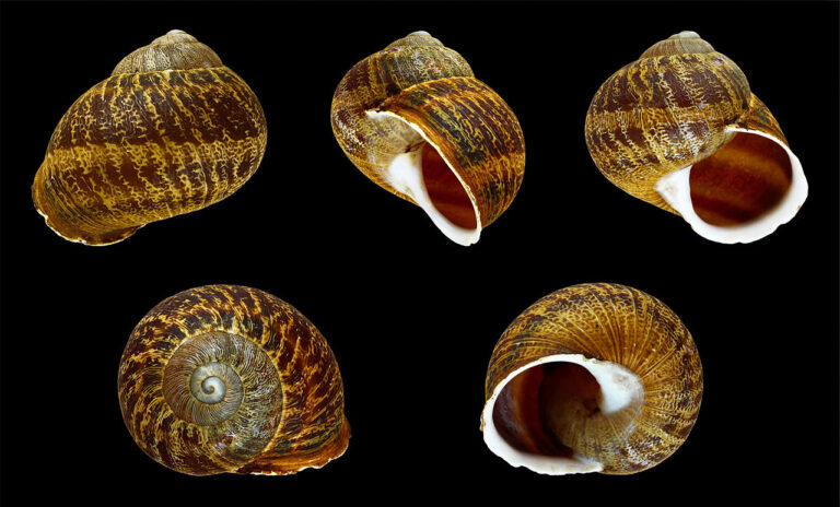 What Do Snails Eat? Complete Diet Guide by Type