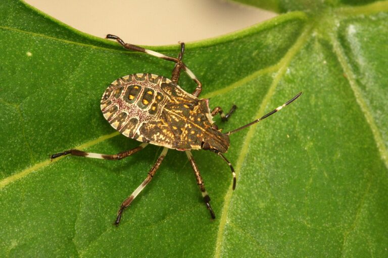 What Do Stink Bugs Eat?