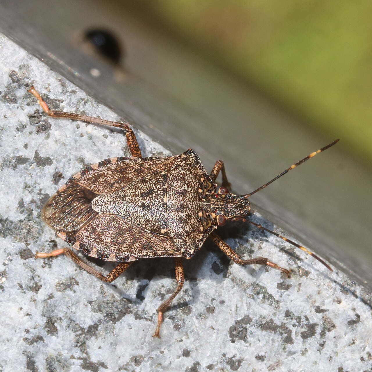 Why Stink Bugs Invade Homes in Fall
