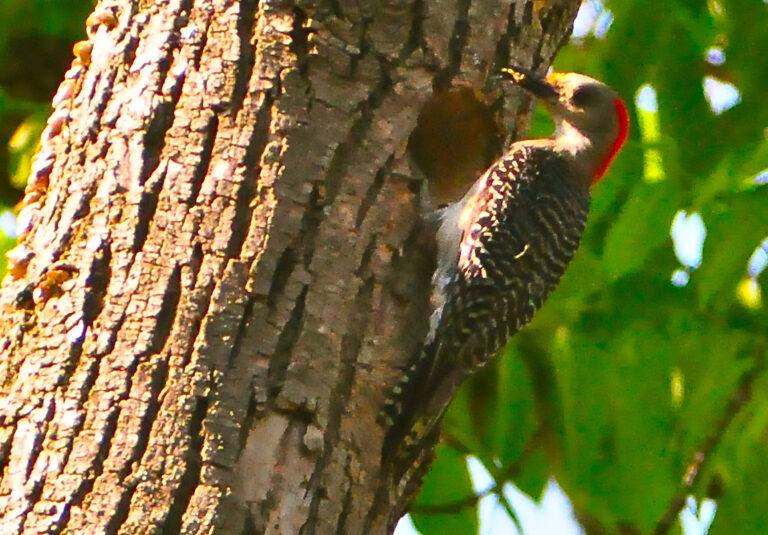What Do Woodpeckers Eat? Complete Diet Guide
