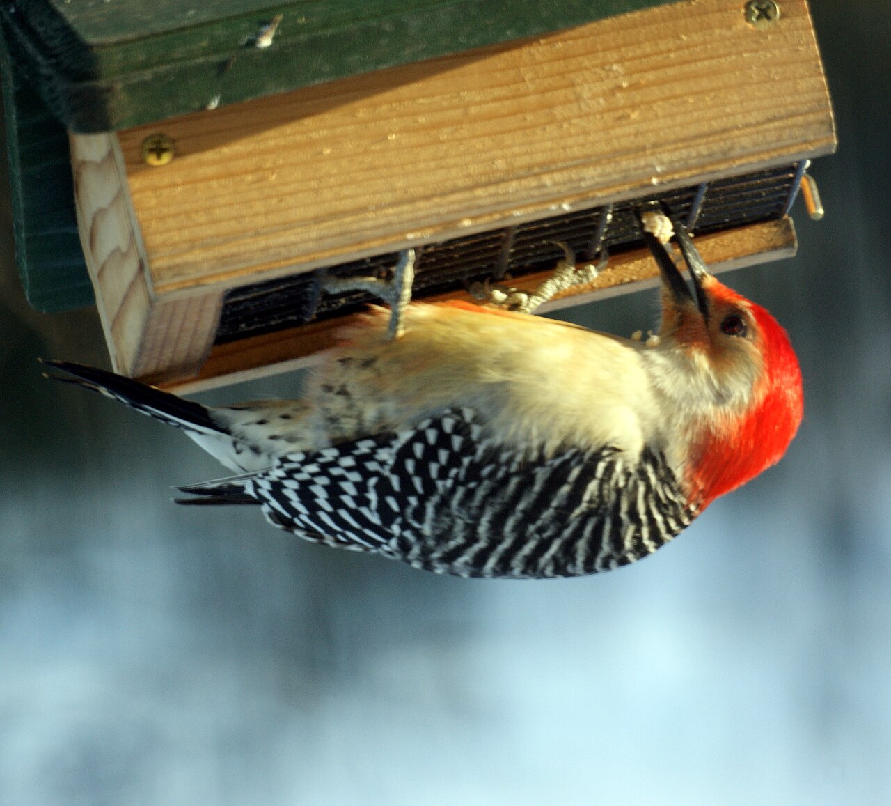 How Woodpeckers Find Food