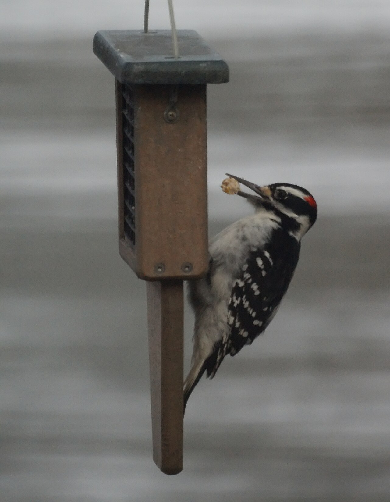 What Woodpeckers Eat at Feeders