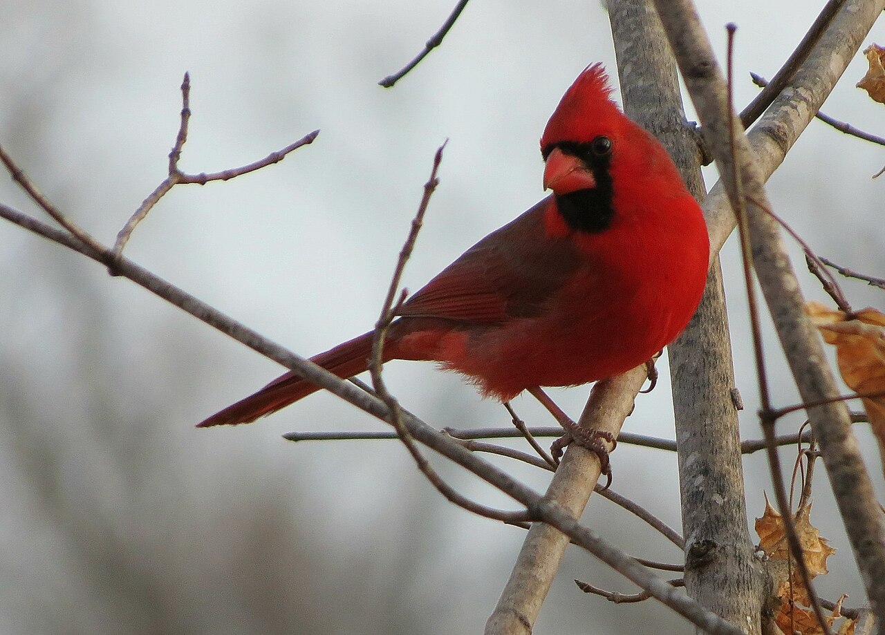 Seeing a Cardinal Repeatedly
