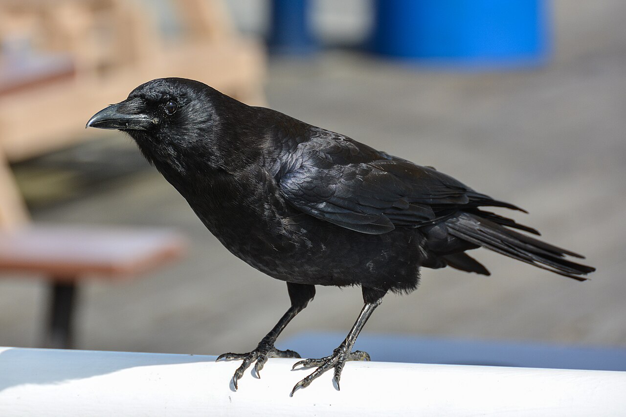What Does It Mean When You See a Crow?