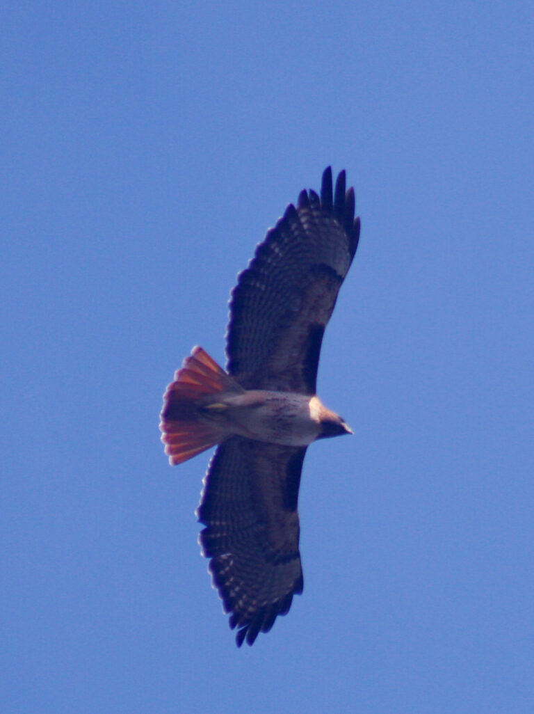 What Does It Mean When You See a Hawk?