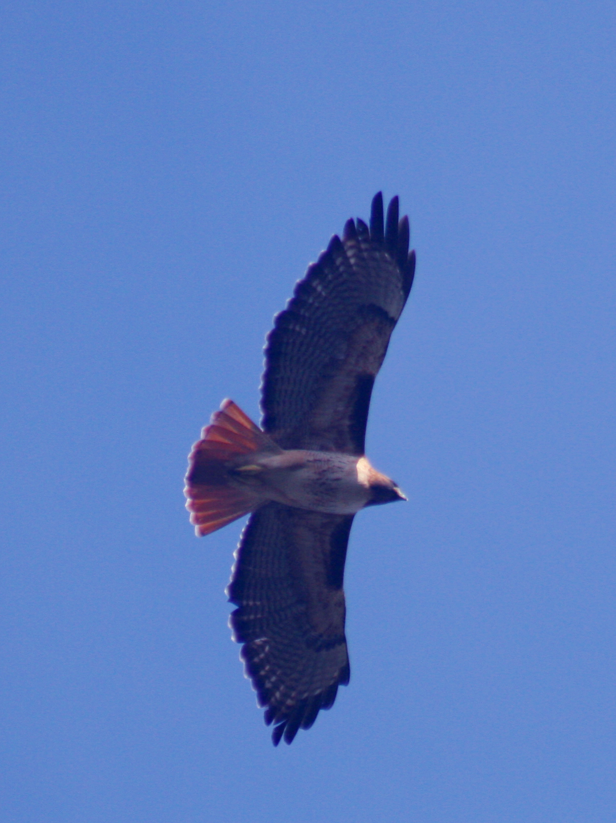 What Does It Mean When You See a Hawk?