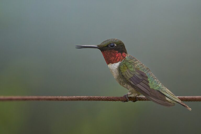 What Does It Mean When You See a Hummingbird?