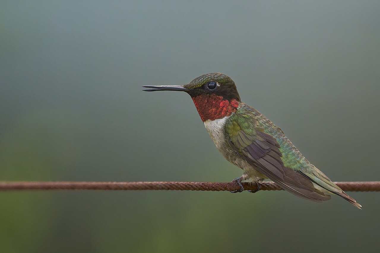 What Does It Mean When You See a Hummingbird?