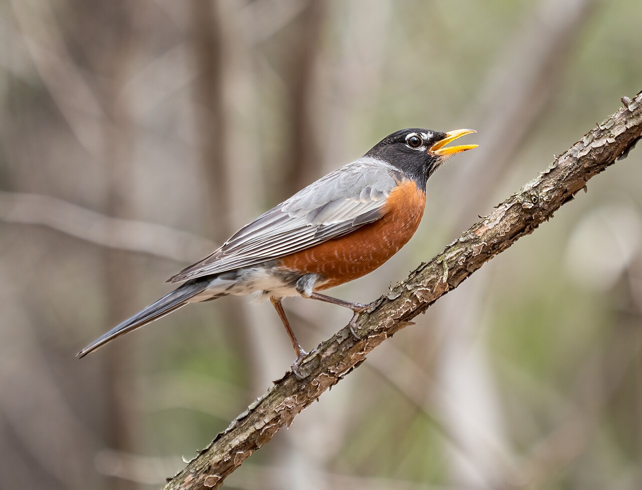What Does It Mean When You See a Red Robin?