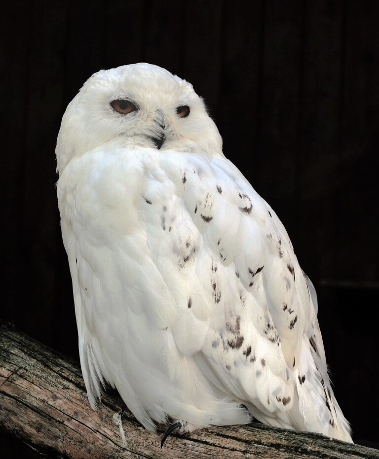 What Does It Mean When You See a White Owl?