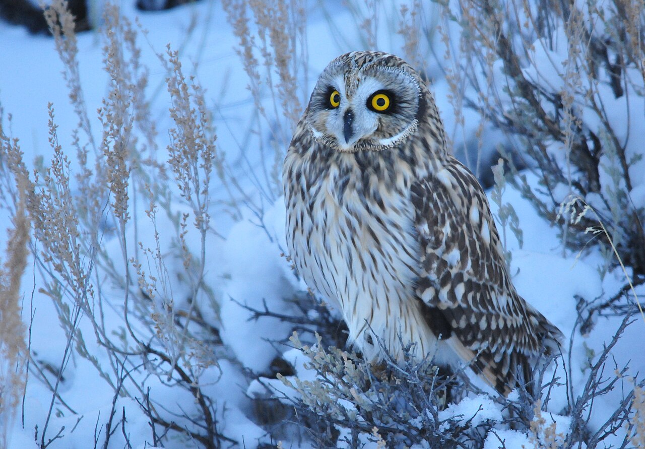 The Snowy Owl in Nature