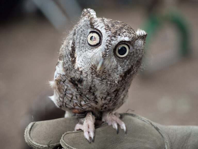 What Does It Mean When You See an Owl at Night?