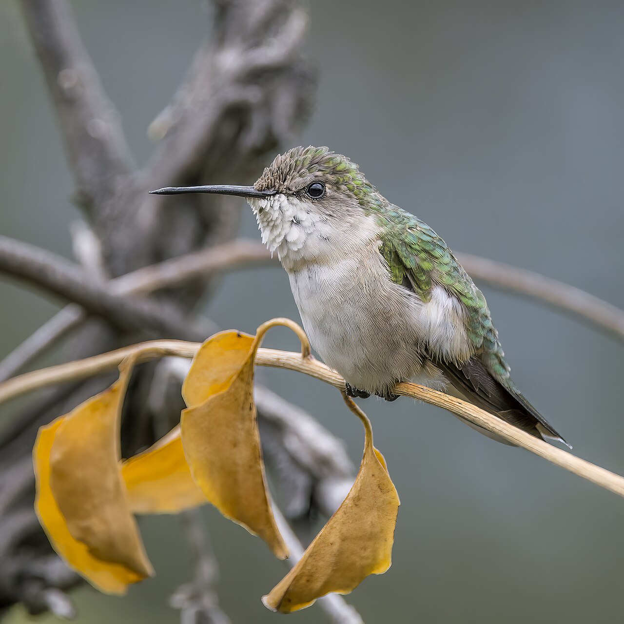 When Do Hummingbirds Come Back? Spring Return Guide