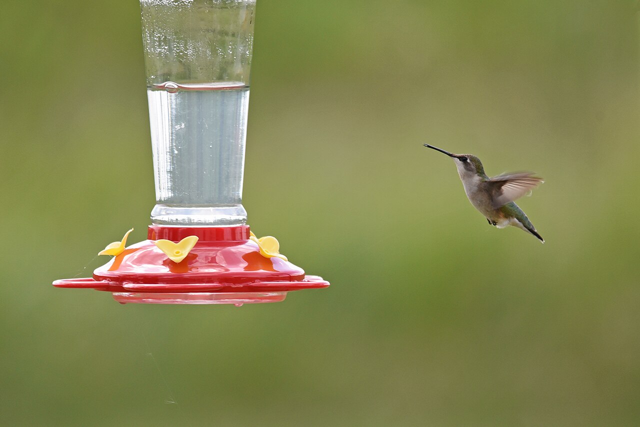 When to Put Your Feeders Out