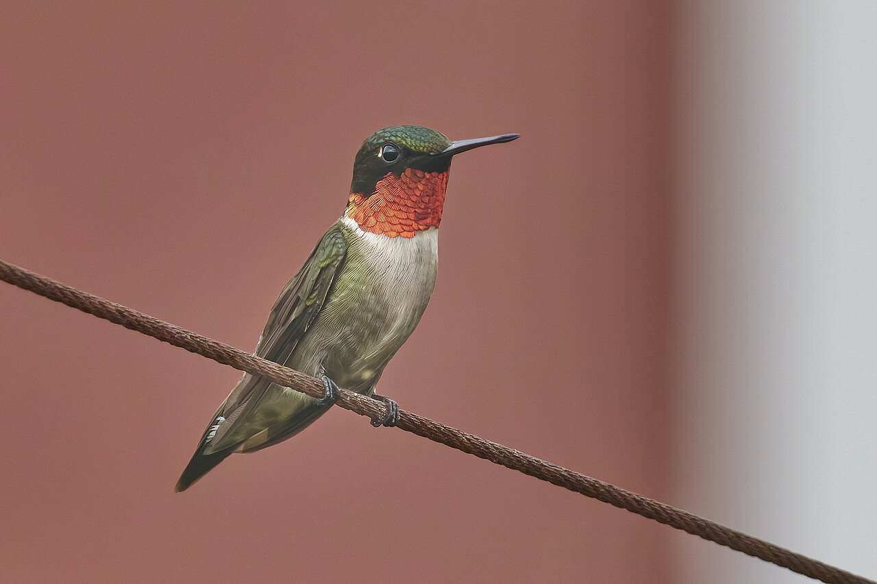 When Do Hummingbirds Leave? Fall Migration Guide