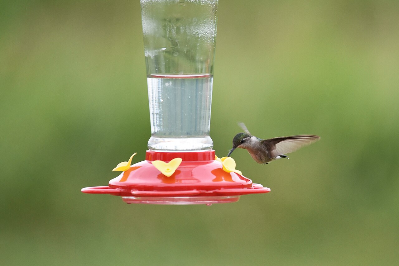 Will Leaving Feeders Up Delay Migration?