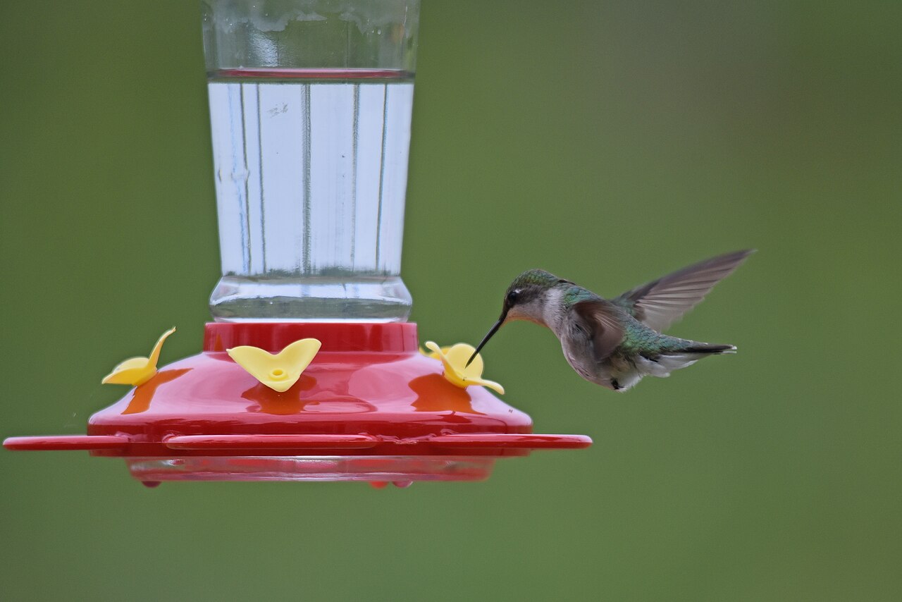 How Long to Keep Feeders Up