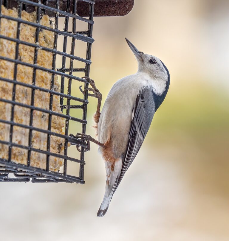 White-Breasted Nuthatch: Complete Identification, Diet, and Behavior Guide (2026)