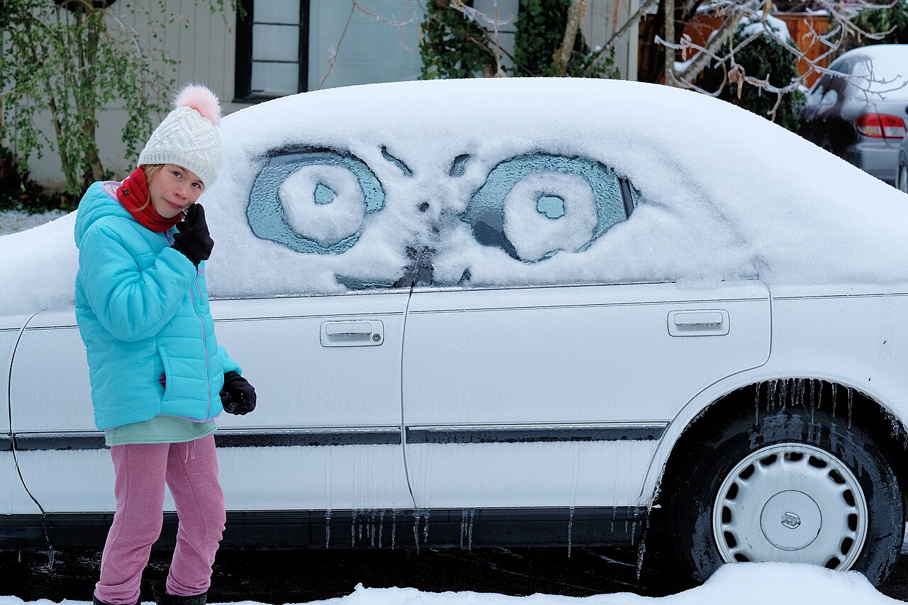 Snowy Owl Irruptions: When and Where to Look