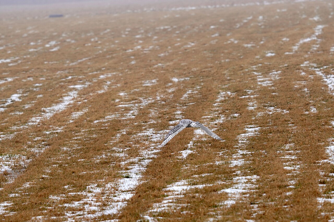 Color Morphs and Age Differences in Snowy Owls