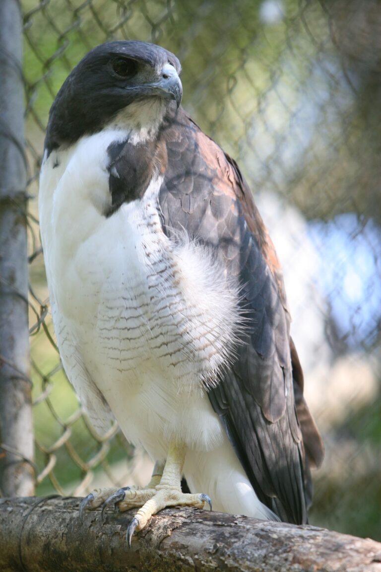 White-Tailed Hawk: Texas Specialist