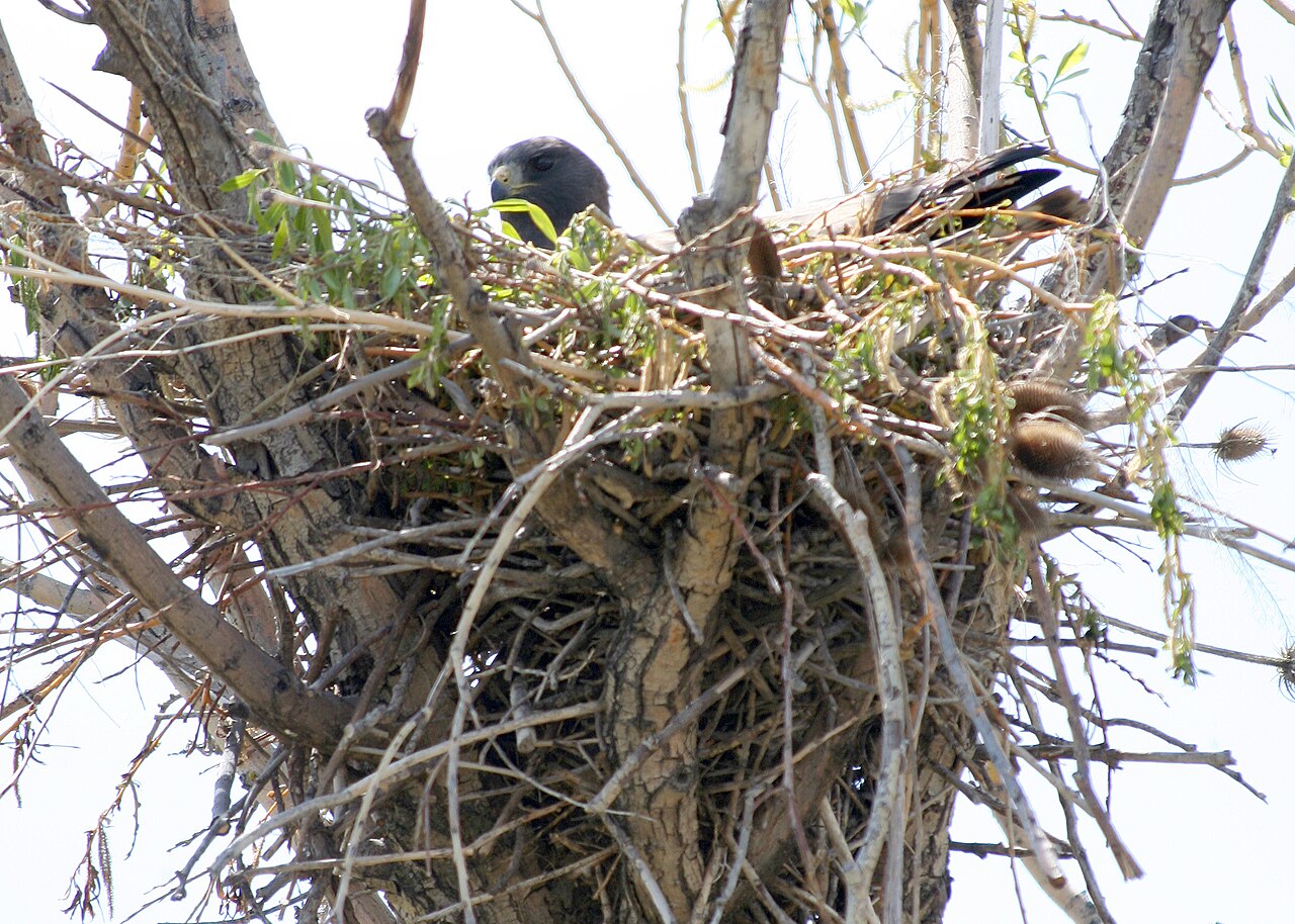Nesting Habits