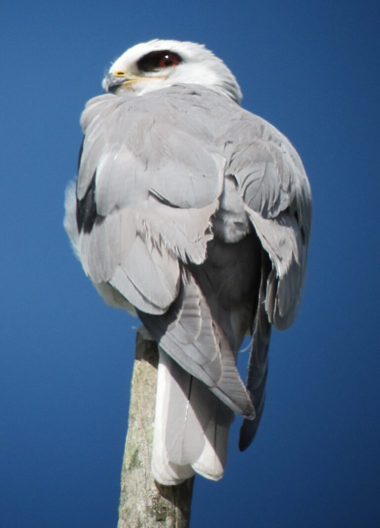 White-Tailed Kite: Hovering Hunter