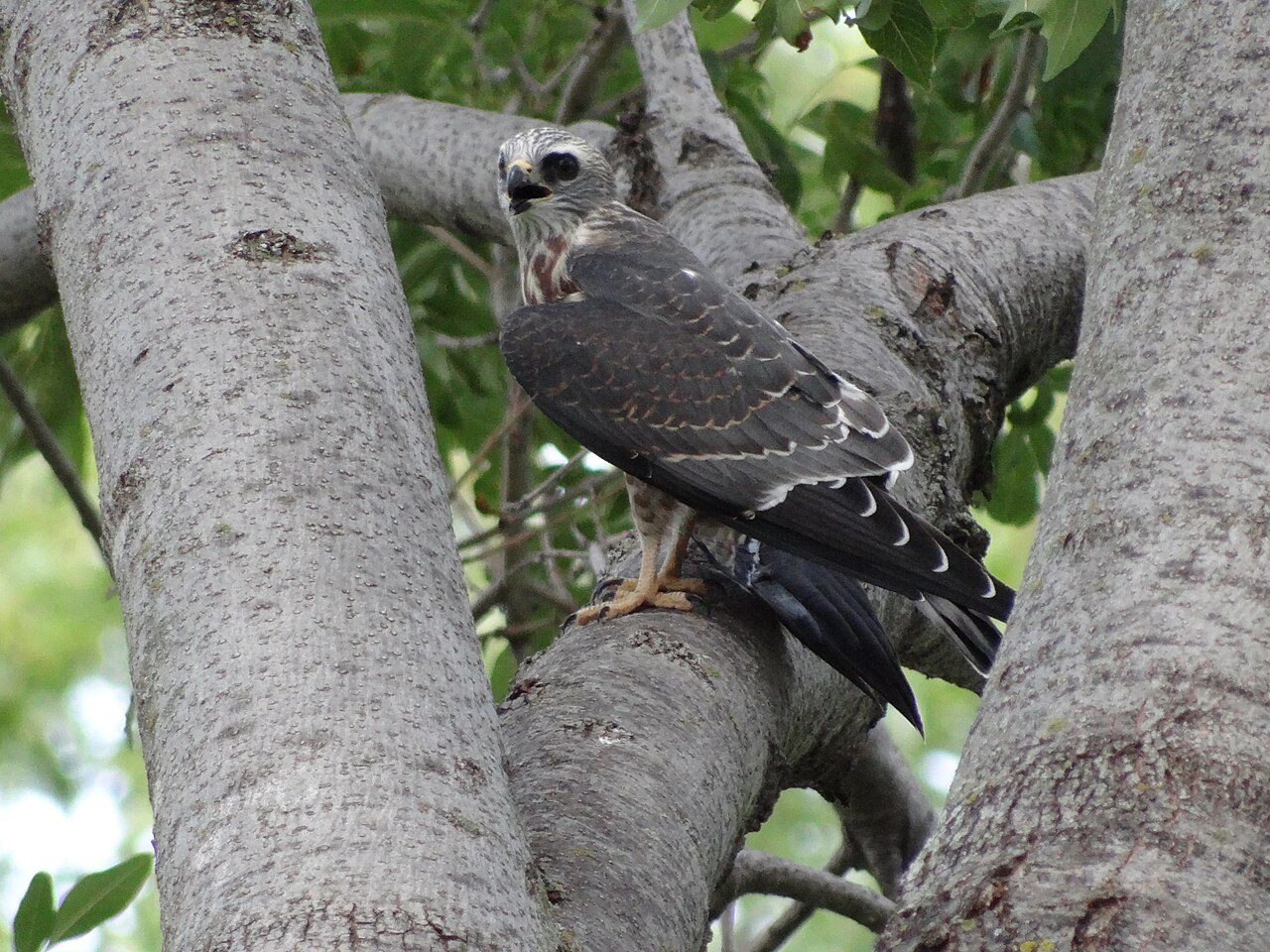 Nesting and Behavior