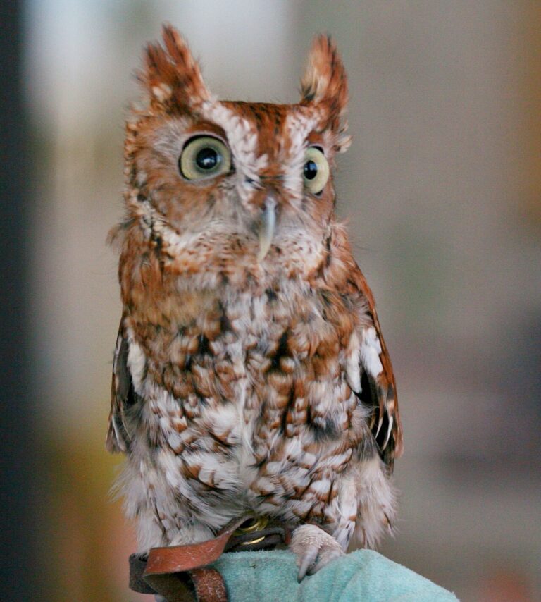 Why Do Birds Chirp at Night? Causes Explained