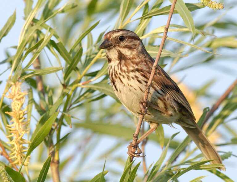 Why Do Birds Sing? A Complete Guide to Bird Vocalization