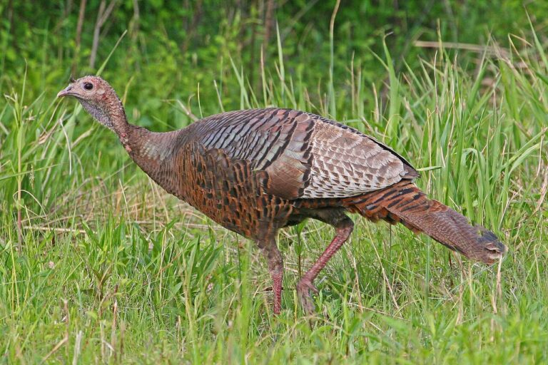 Wild Turkey: Identification, Behavior, and Habitat Guide