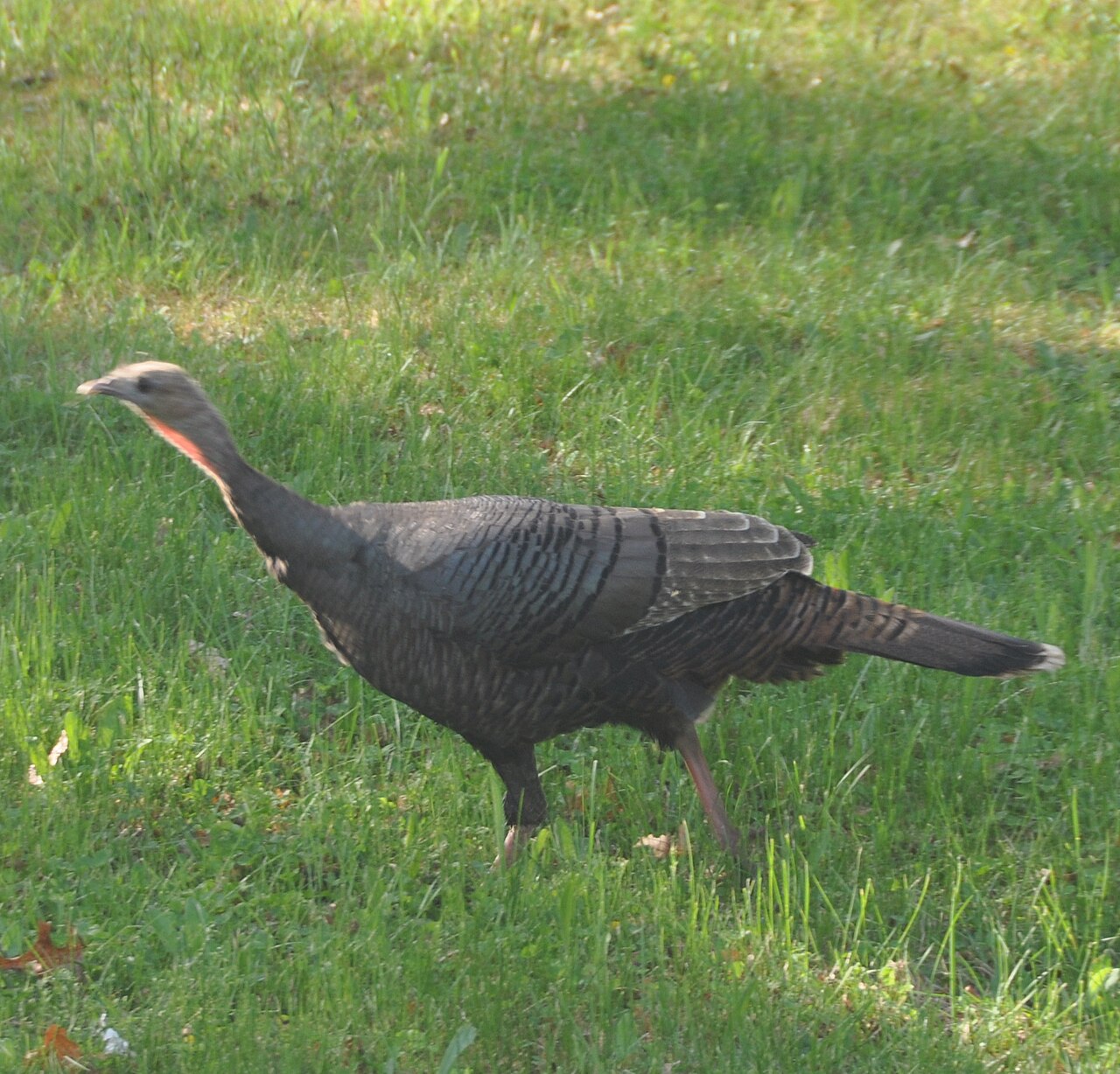 Diet and Foraging Behavior