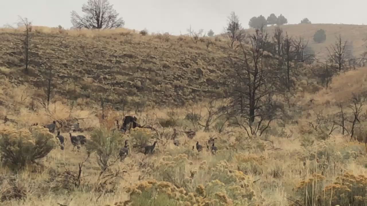 The Gobble Call and Other Vocalizations
