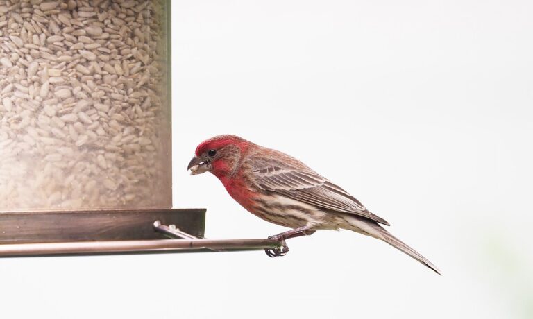 Window Bird Feeders: The Complete Guide (Types, Setup & Best Picks)