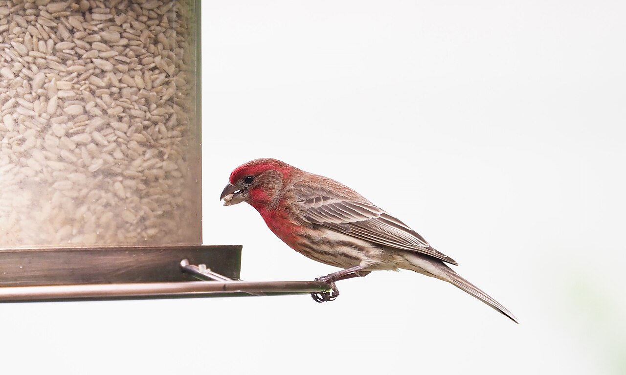 Window Bird Feeders: The Complete Guide (Types, Setup & Best Picks)